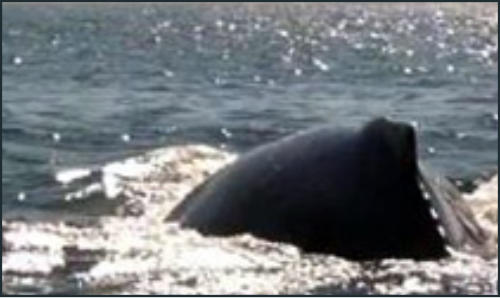 Banderas Bay Whale Watching Banderas Bay Whale Watching