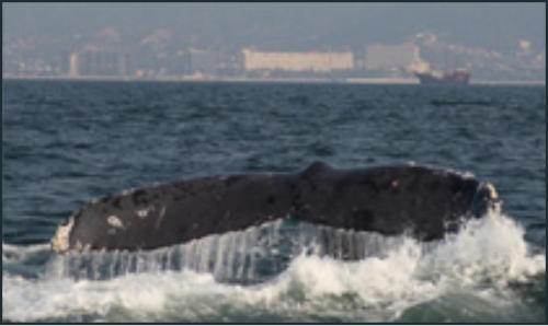 Vallarta Whale Watching Vallarta Whale Watching