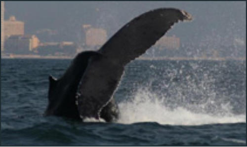 Whale Watching Banderas Bay Whale Watching Banderas Bay